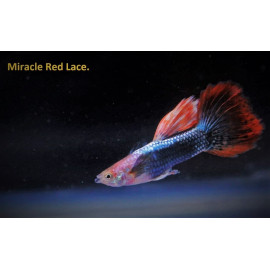 Poecilia reticulata "Red Lace" - Guppy male rouge dentelle 3.00 cm