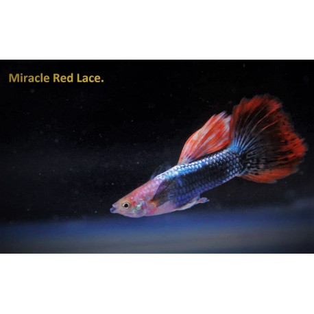 Poecilia reticulata "Red Lace" - Guppy male rouge dentelle 3.00 cm