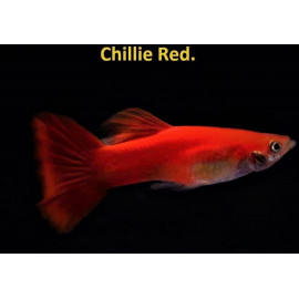 Poecilia reticulata - Guppy male rouge chili  3-3.5 cm