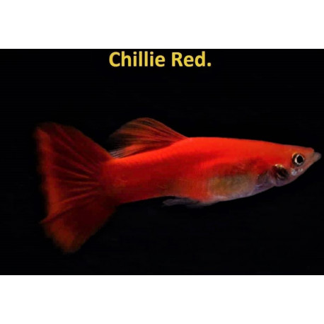 Poecilia reticulata - Guppy male rouge chili  3-3.5 cm