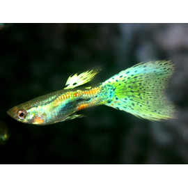 Poecilia reticulata - Guppy mâle vert mosaïque 3.5 cm