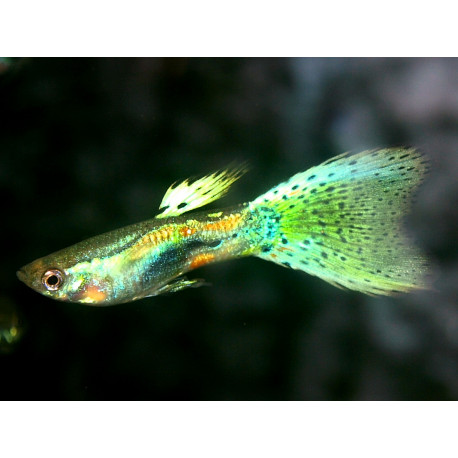 Poecilia reticulata - Guppy mâle vert mosaïque 3.5 cm