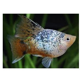 Xiphophorus maculatus - Platy Hi-Fin en assortiment  3-3.5 cm