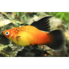 Xiphophorus maculatus - Platy Hi-Fin en assortiment  3-3.5 cm