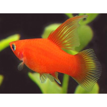 Xiphophorus maculatus - Platy Hi-Fin en assortiment  3-3.5 cm