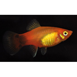 Xiphophorus maculatus - Platy Néon Marigold mickey mouse 3.50 cm