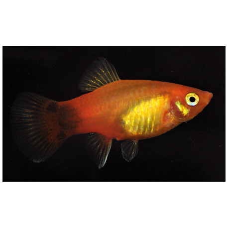 Xiphophorus maculatus - Platy Néon Marigold mickey mouse 3.50 cm