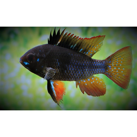 Microgeophagus ramirezi black - Ramirezi noir voilé 3-3.5 cm