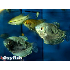 Trichogaster tricopterus - Gourami en assortiment  6-7 cm