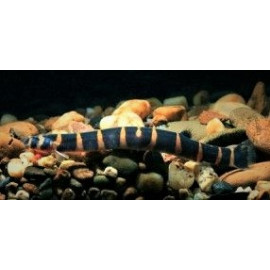 Acanthopthalmus / Pangio myersi - Kuhli marbré 7-8 cm