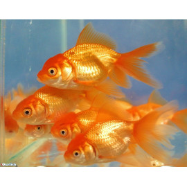 Tête de lion rouge - Oranda rouge  3-4 cm