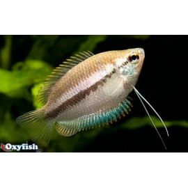 Colisa sota chuna - Gourami nain miel  3.50 cm