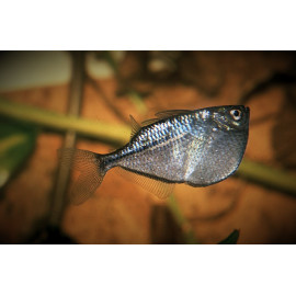 Gasteropelecus sternicia - Poisson hachette 3-4 cm sauvage