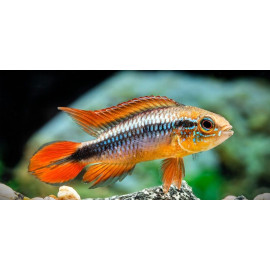 Apistogramma cacatuoides gold rot 2.50 cm