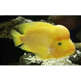 Cichlasoma citrinellum - Cichlasoma jaune citron 4.00 cm