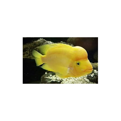 Cichlasoma citrinellum - Cichlasoma jaune citron 4.00 cm