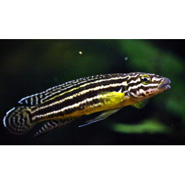 Julidochromis regani Sambia 3-4 cm