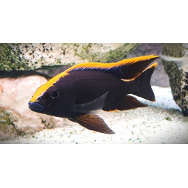 Otopharynx lithobates orange & noir 4-5 cm
