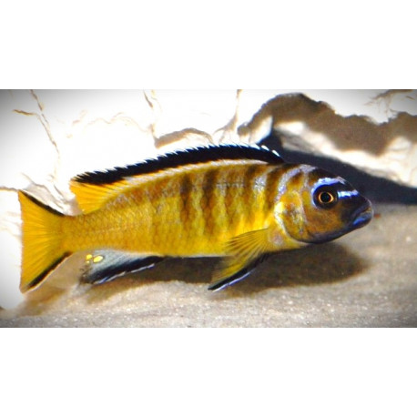 Pseudotropheus elongatus "usisya" 4-5 cm