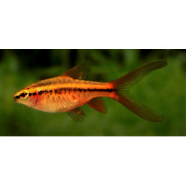 PROMO - LOT DE 5 Barbus Cherry voilé 2.5-3 cm