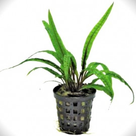 Cryptocoryne balansea en pot