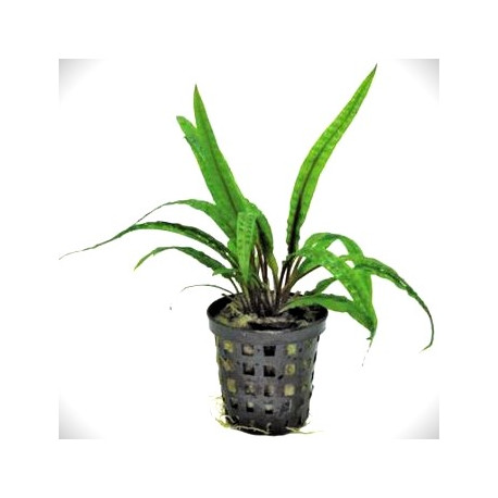 Cryptocoryne balansea en pot