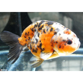 Carassius auratus - Ranchu Calico  12-15 cm