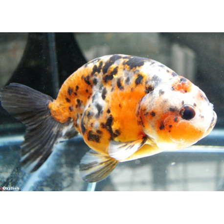 Carassius auratus - Ranchu Calico  12-15 cm