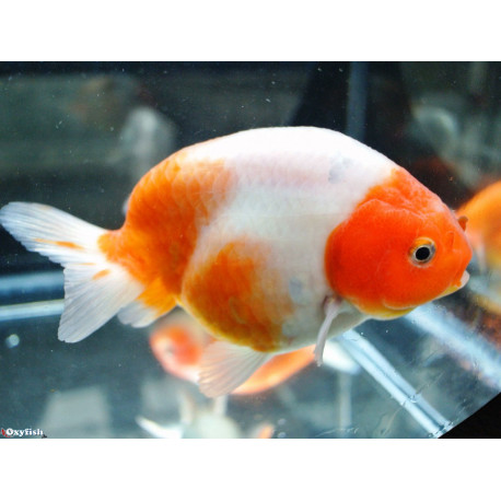 Carassius auratus - Ranchu rouge & blanc 10-13 cm