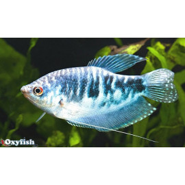 Trichogaster tricopterus - Gourami bleu opaline 4.00 cm