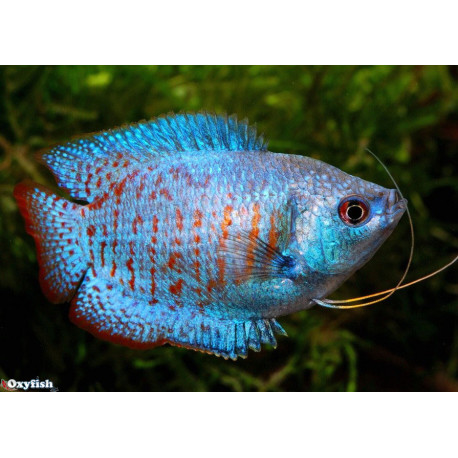 Colisa lalia - Gourami nain Néon Bleu mâle  3.50 cm