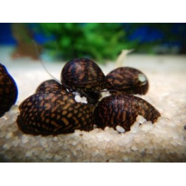 Neritina sp. - Escargot "Batik" en assortiment  1.00 cm