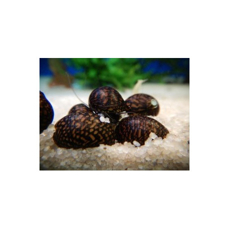 Neritina sp. - Escargot "Batik" en assortiment  1.00 cm