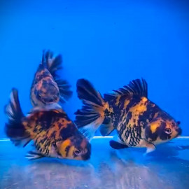 Carassius auratus - Oranda tigre  10-12 cm