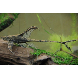 Sturisoma panamense - Loricaria hi-fin 'Royal Whiptail" 4.00 cm