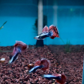 Poecilia reticulata - Guppy mâle dumbo red rouge mosaïque 3.00 cm