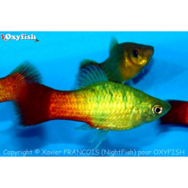 Xiphophorus maculatus - Platy Variatus en assortiment 3.00 cm