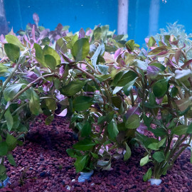 Ludwigia arcuata en bouquet