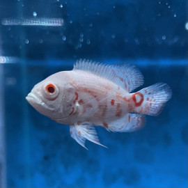 Astronotus ocellatus albinos - Oscar rouge tigre albino 4.5-5 cm