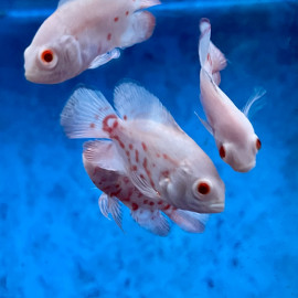 Astronotus ocellatus albinos - Oscar rouge tigre albino 4.5-5 cm