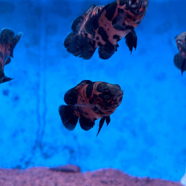 Astronotus ocellatus red tiger - Oscar rouge tigre  5.00 cm