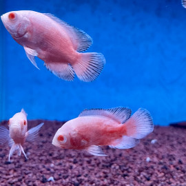 Astronotus ocellatus albinos - Oscar rouge albino 4.5-5 cm