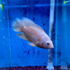 Astronotus ocellatus - Oscar tigre albino 7.00 cm