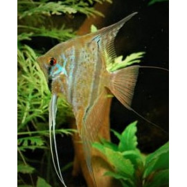 Pterophyllum scalare - Scalaire Altum Surinam 3-3.5 cm