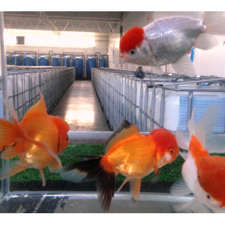 Oranda rouge, rouge & blanc en assortiment 3-4 cm