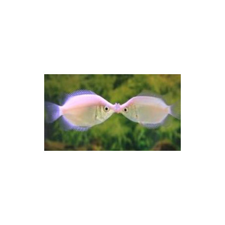 Helostoma temmincki - Gourami Kissing rose  4-5 cm