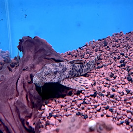 Peckoltia sabaji 'Pleco guacamaya' L124 18.00 cm sauvage