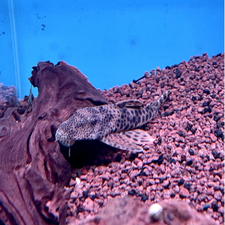 Peckoltia sabaji 'Pleco guacamaya' L124 18.00 cm sauvage