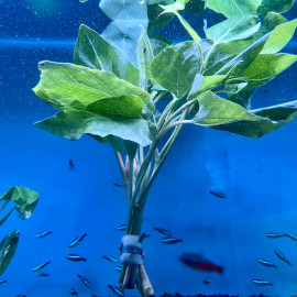 Saururus cernus en bouquet