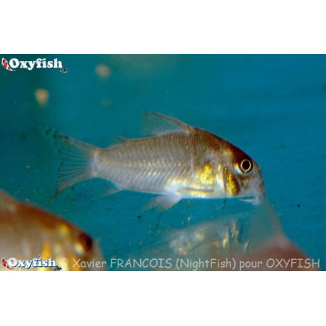 Corydoras concolor 2-3 cm sauvage